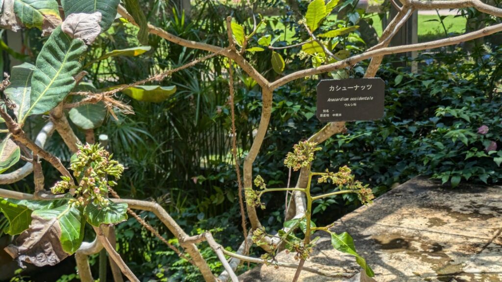 沖縄熱帯ドリームセンター